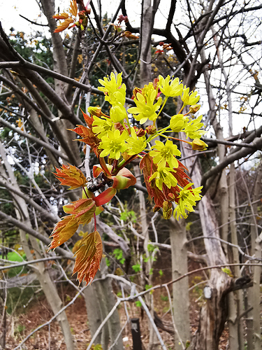 IMG_20190511_154743a