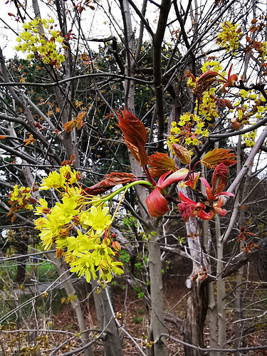 IMG_20190511_154806a