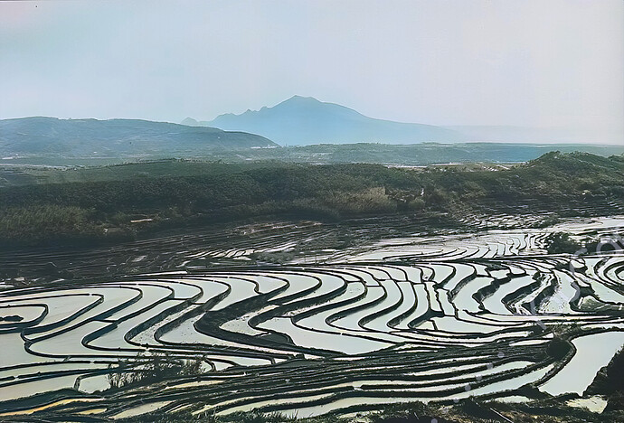水田-topaz-enhance-2.6x