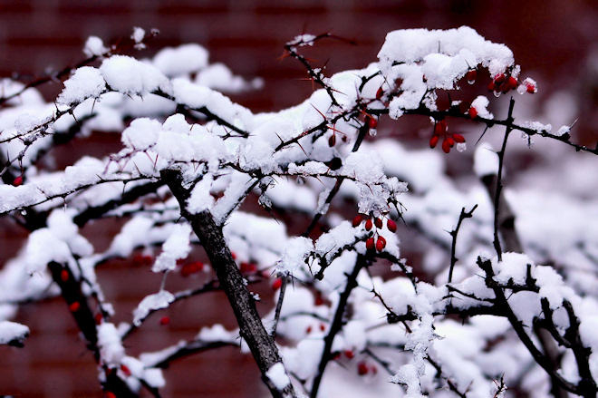 0105snowas.jpg