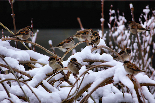 0105snowbs.jpg