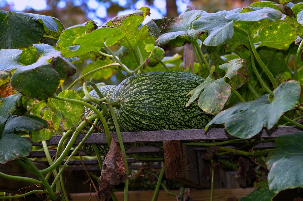 140217 4seasonscm.jpg