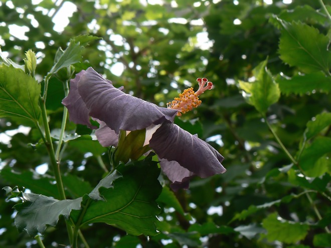 1300203 hibiscusbs.jpg