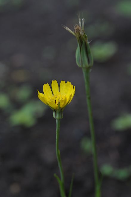 130602 Goatsbeardcs.jpg