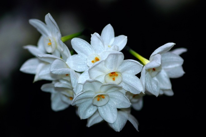 121230 daffodilds.jpg