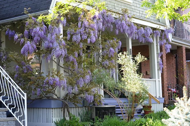 130521 purple vinebs.jpg