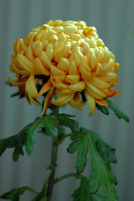 111029chrysanthemumCcs.png