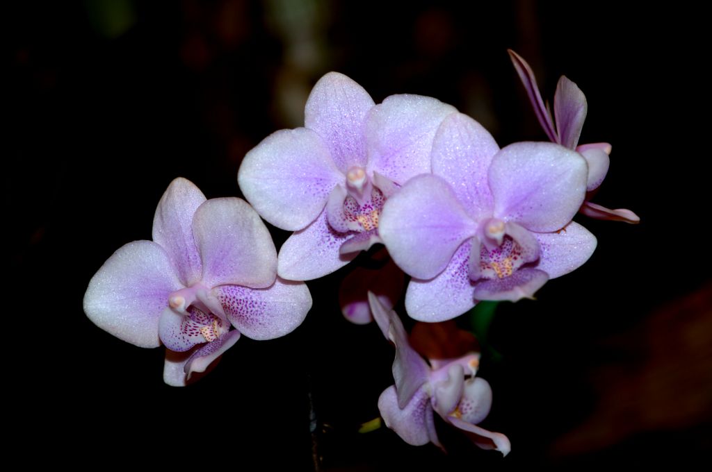 150223 orchidbm.jpg