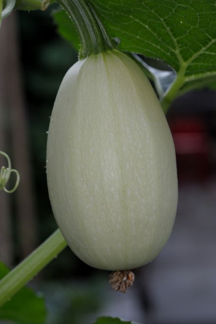 130716 spmelonfs.jpg