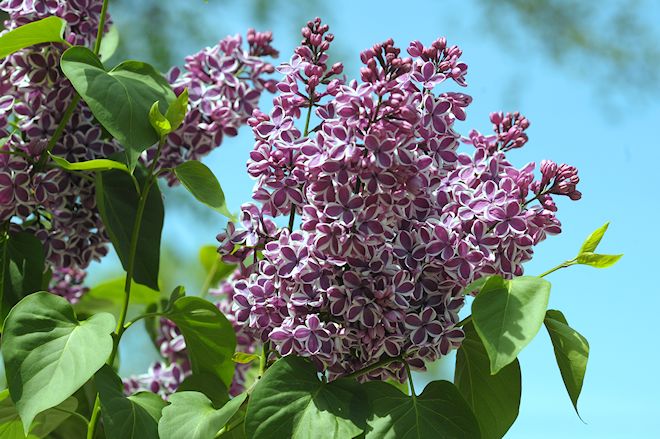 130520 lilacas.jpg