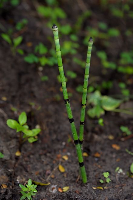 130619 Equisetumas.jpg