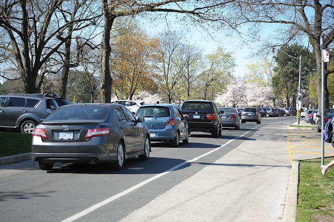 130506 serrulataas.jpg