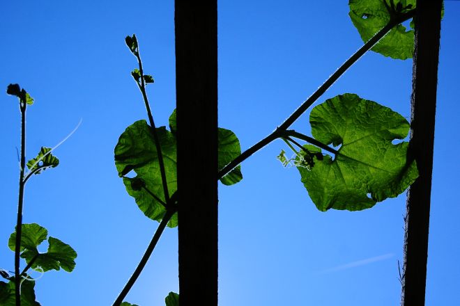 130714 spmelonas.jpg