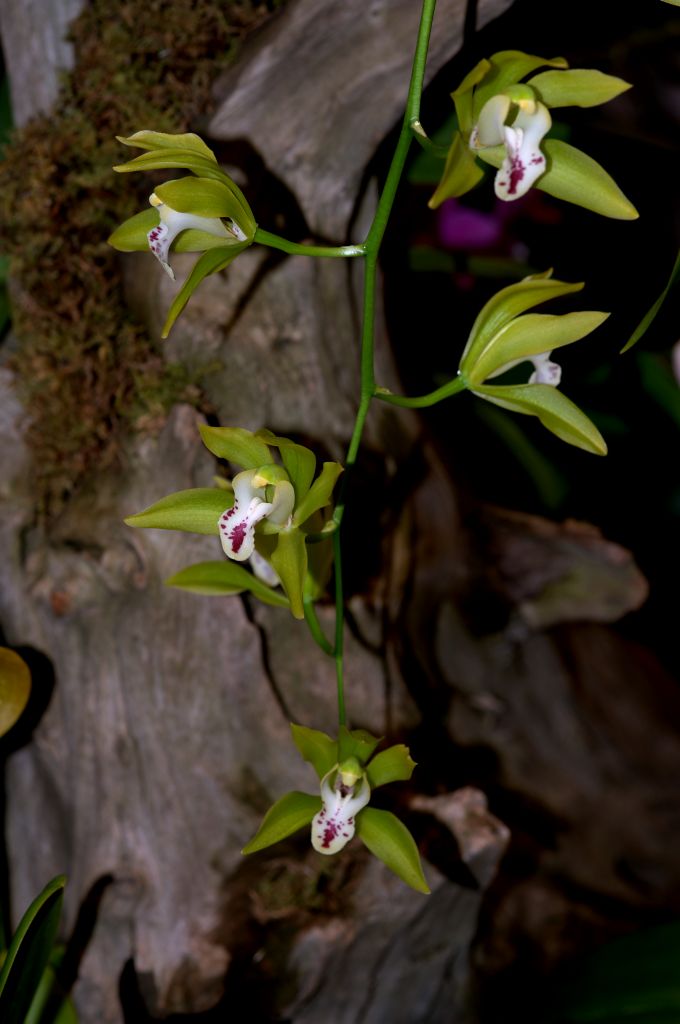 150223 orchiddm.jpg