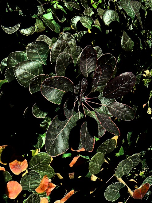 121029 sunshinebs.jpg