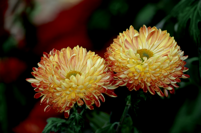 111031chrysanthemumIcs.png