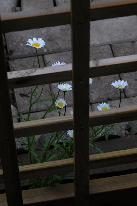 130605 wildmumas.jpg