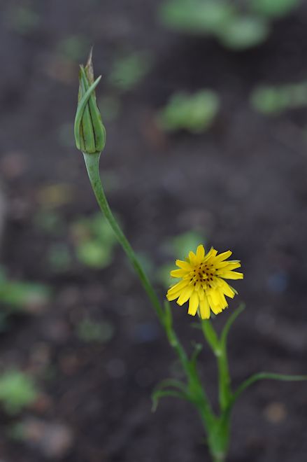 130602 Goatsbeardbs.jpg