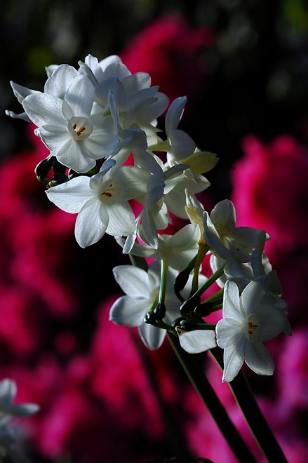 121230 daffodilcs.jpg