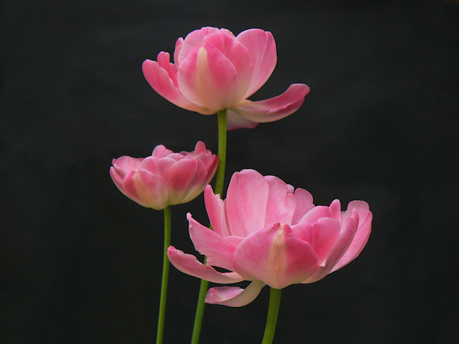 P1020522tulipsgs.jpg