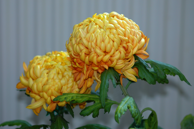 111029chrysanthemumCds.png