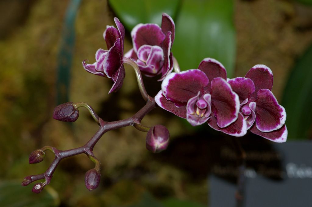 150224 orchidfm.jpg