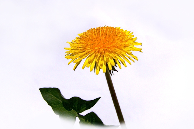 110520dandelionas.jpg