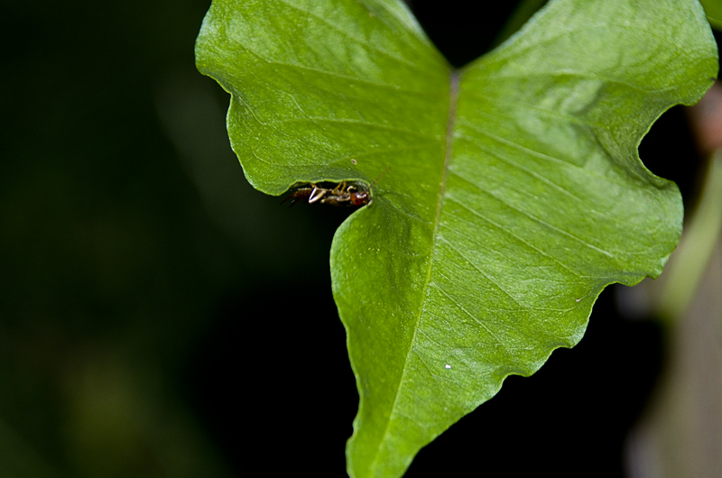 140720bs.jpg