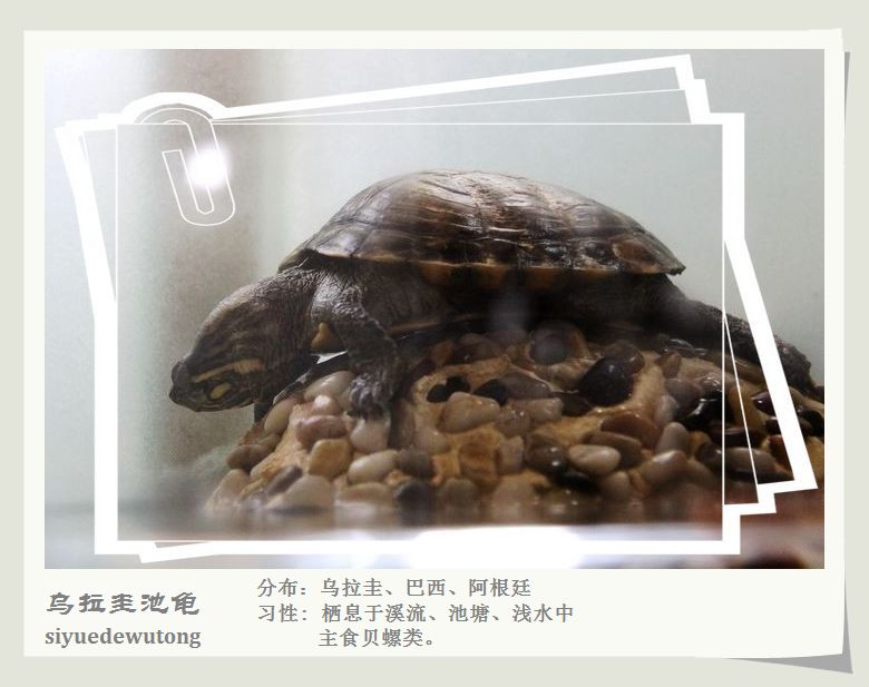 乌拉圭池龟.jpg