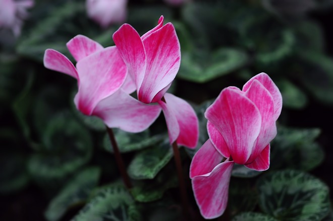 130106 cyclamenbs.jpg