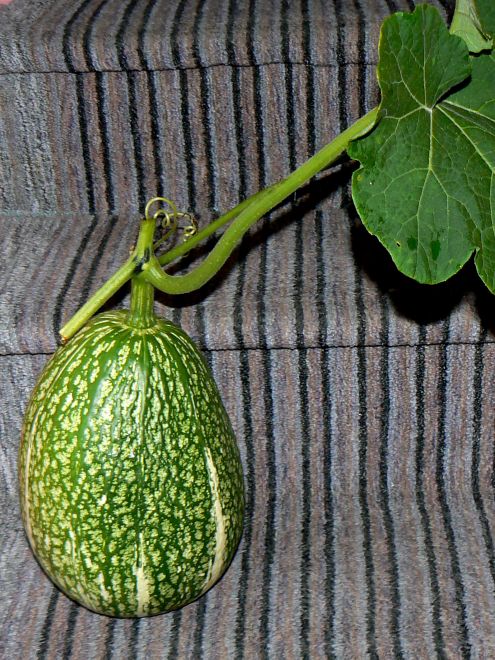 130825 spmelones.jpg