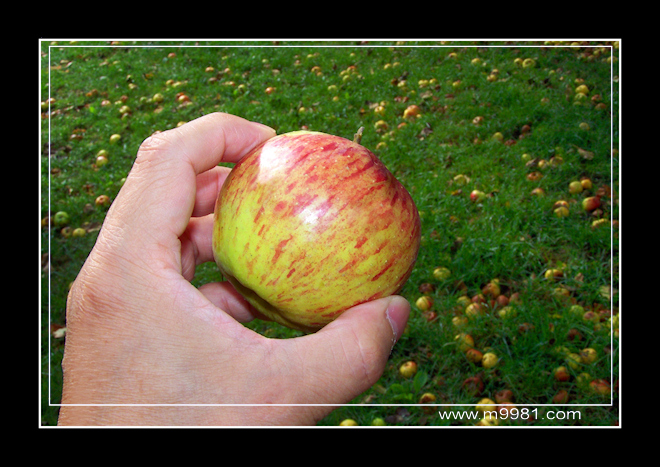 090928applebs.jpg
