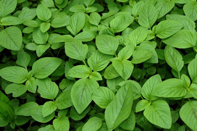 130721 vegetablebs.jpg