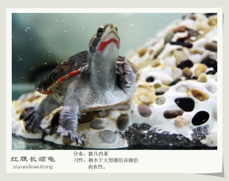 红腹长颈龟2.jpg