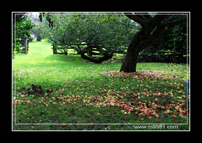 090928appleas.jpg