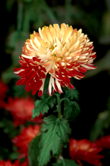 111031chrysanthemumIbs.png