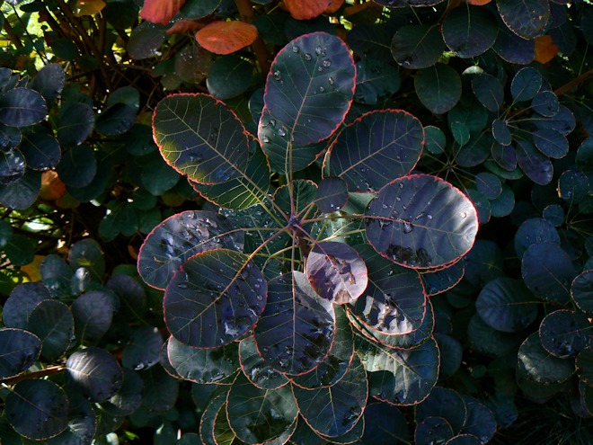 121029 sunshinecs.jpg