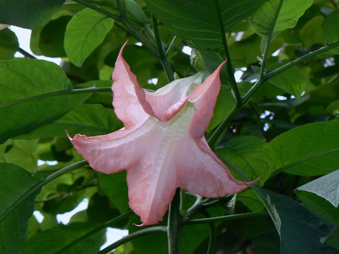 130316 Mantuoluobs.jpg