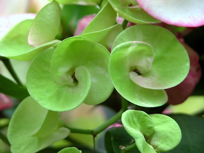 130113  tropicxds.jpg