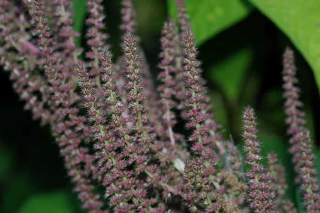 140829 Callalooas.jpg