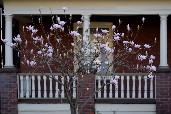 130503 magnoliaas.jpg