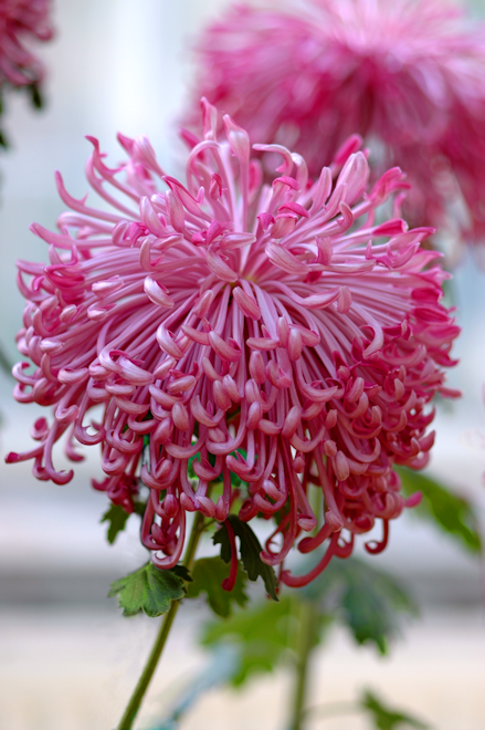 111114chrysanthemumZcs.png