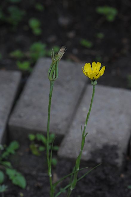 130602 Goatsbeardas.jpg