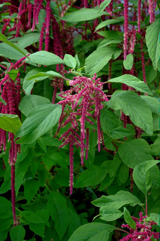 141119 amaranthbm.jpg