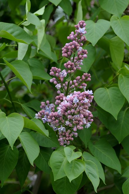 130514 lilacfs.jpg