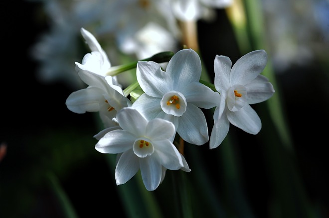 121230 daffodilbs.jpg