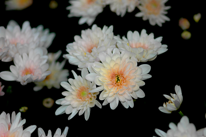 111109chrysanthemumScs.png