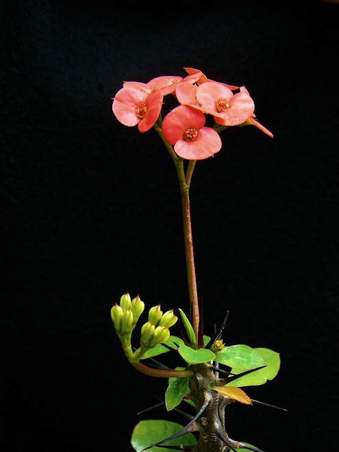 120216 flowersas.jpg