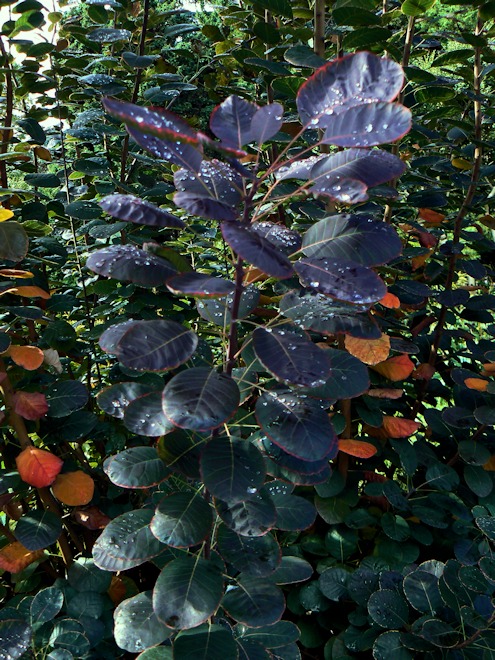 121029 sunshineds.jpg