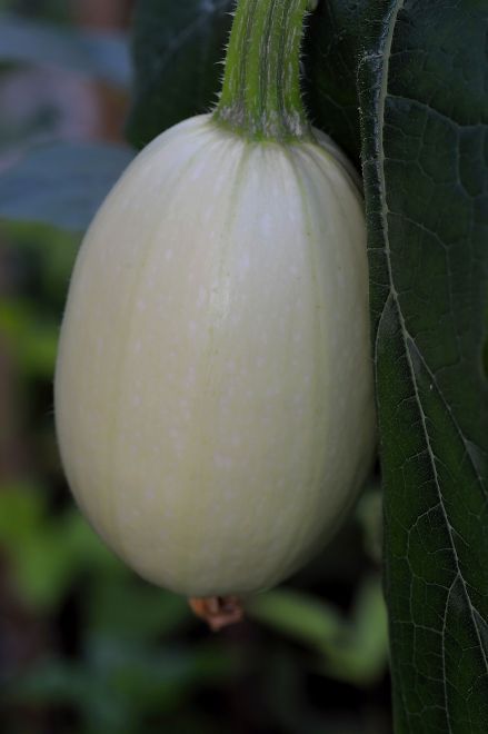 130716 spmelongs.jpg